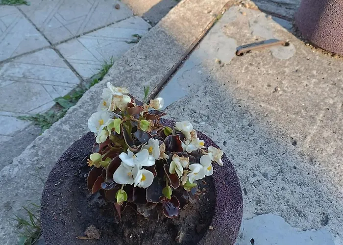 Daire студио еми